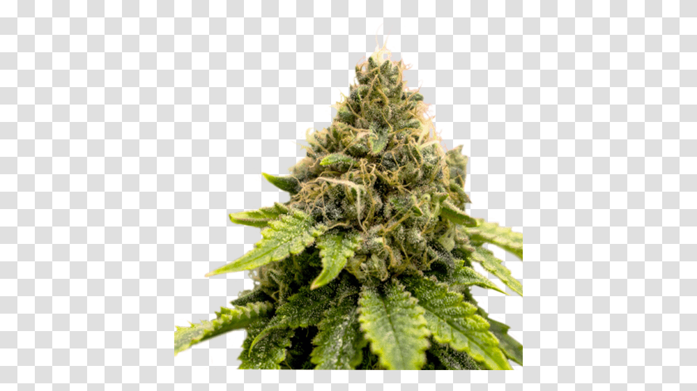 Dank Cannabis, Plant, Weed, Christmas Tree, Ornament Transparent Png