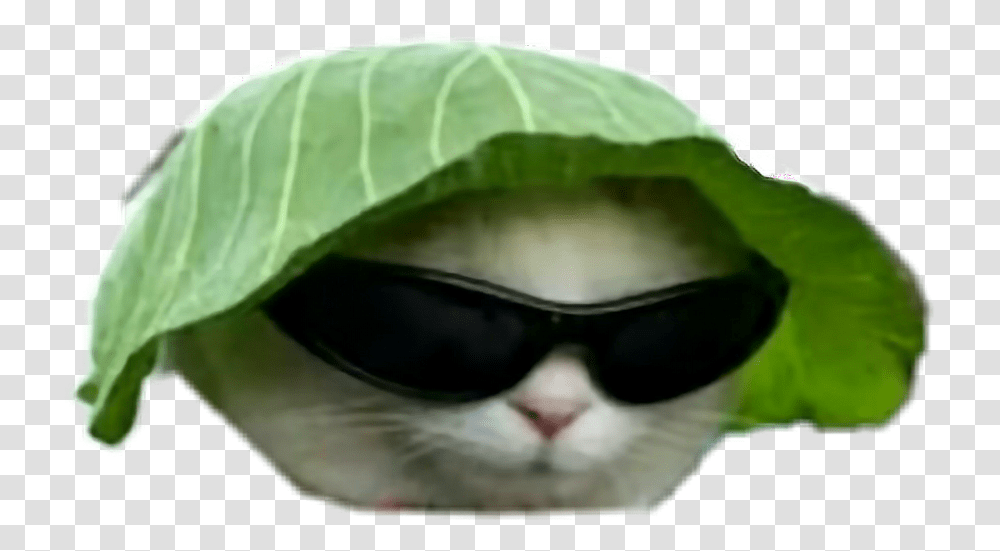 Dank Cat Meme, Sunglasses, Accessories, Accessory, Plant Transparent Png
