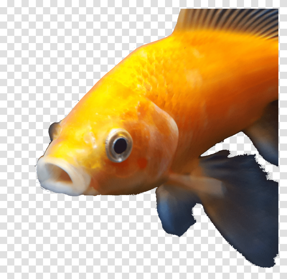 Dank Goldfish Download Transparent Png