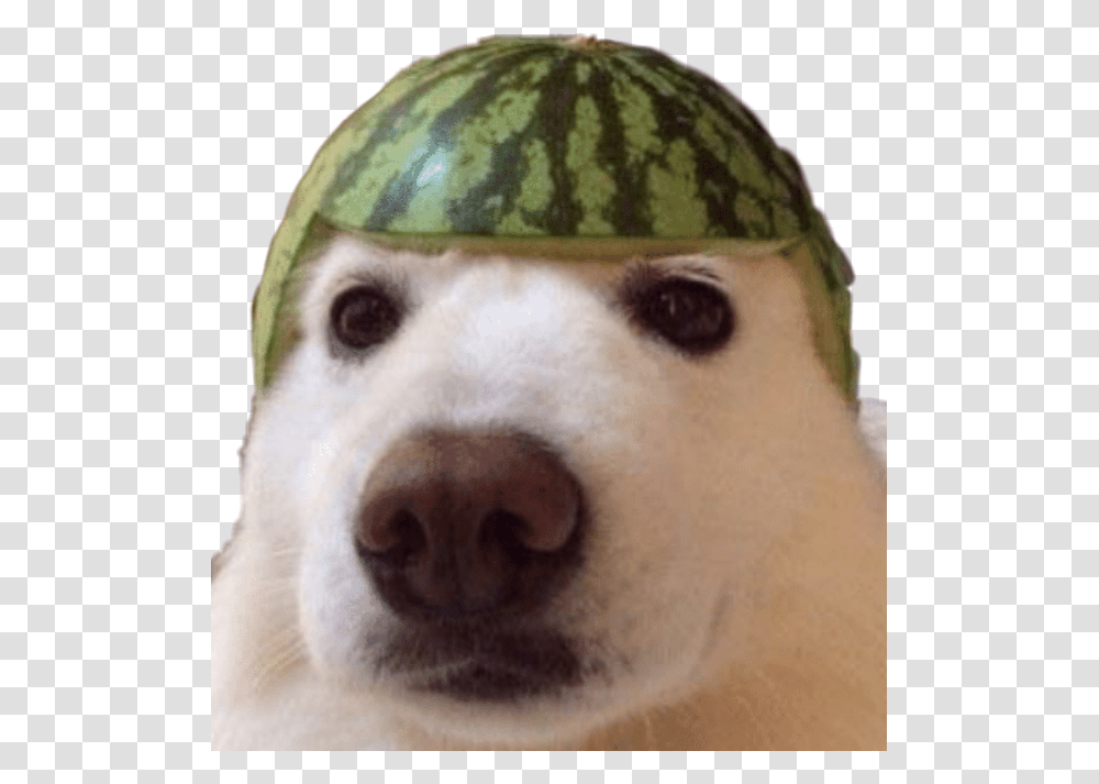 Dank Meme Dankememe Dankmemes Yeet Dog Watermelon Watermelon Dog Meme, Plant, Fruit, Food, Pet Transparent Png