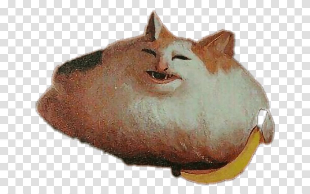 Dank Meme Dankmeme Dankmemes Memes Yeet Dog Fat Cat Dank Meme, Animal, Mammal, Pet Transparent Png