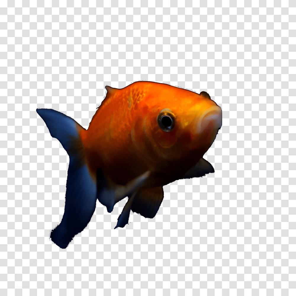 Dank Tank Contest, Fish, Animal, Goldfish Transparent Png