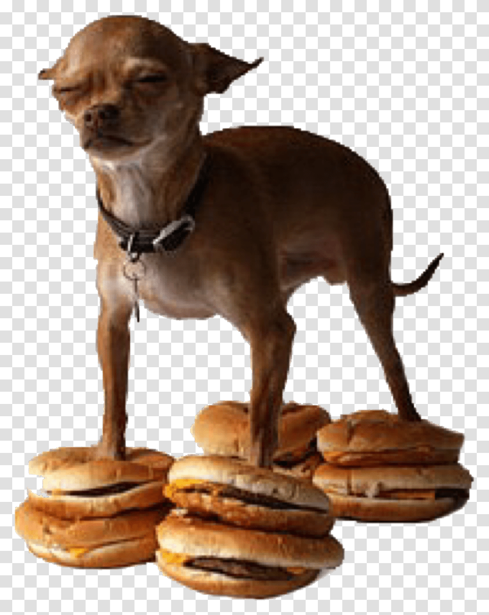 Dankmeme Dankmemes Memes Meme Dank Chiuhauha Dog On Hamburger Meme, Bread, Food, Bakery, Shop Transparent Png