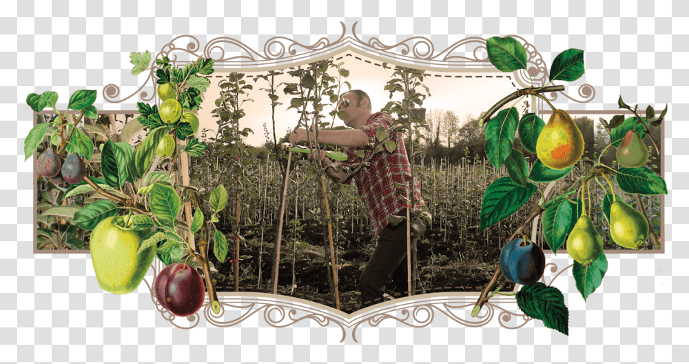 Danny Pruning At The Heritage Fruit Tree Nursery Citron, Person, Plant, Home Decor, Outdoors Transparent Png