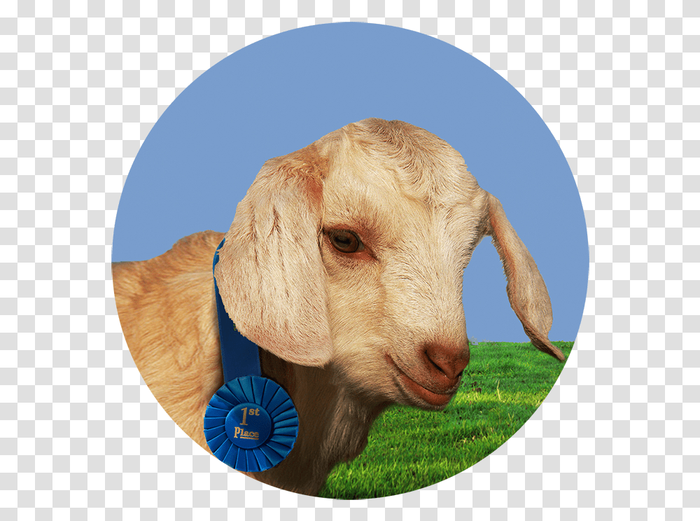 Danny's At The Fair Goat Kid, Dog, Pet, Canine, Animal Transparent Png