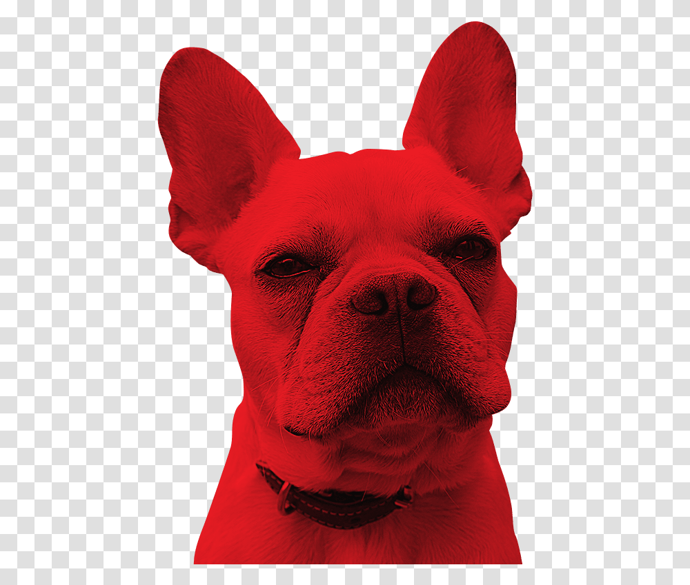 Dante Interactive, Dog, Pet, Canine, Animal Transparent Png