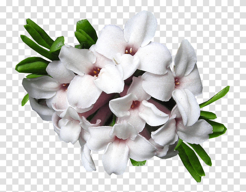 Daphne 960, Flower, Geranium, Plant, Blossom Transparent Png
