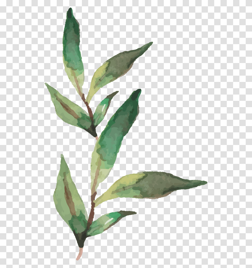 Daphne, Plant, Leaf, Flower, Acanthaceae Transparent Png