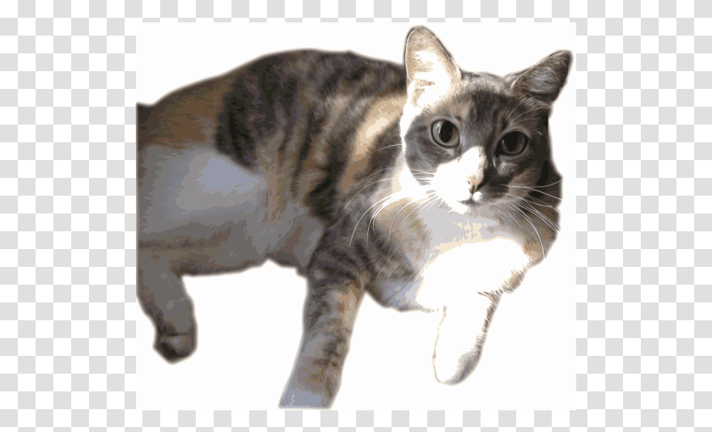 Daphne The Calico W Anime Eyes Calico Cat, Pet, Mammal, Animal, Manx Transparent Png