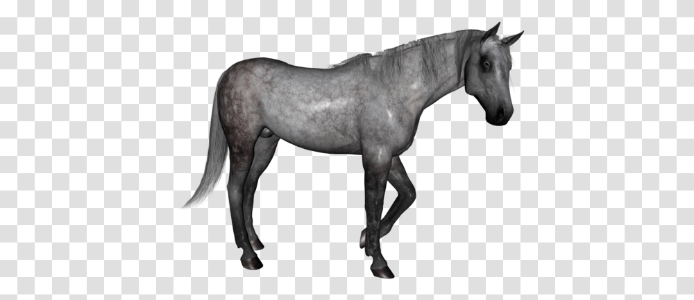 Dapple Grey Horse, Mammal, Animal, Colt Horse, Stallion Transparent Png