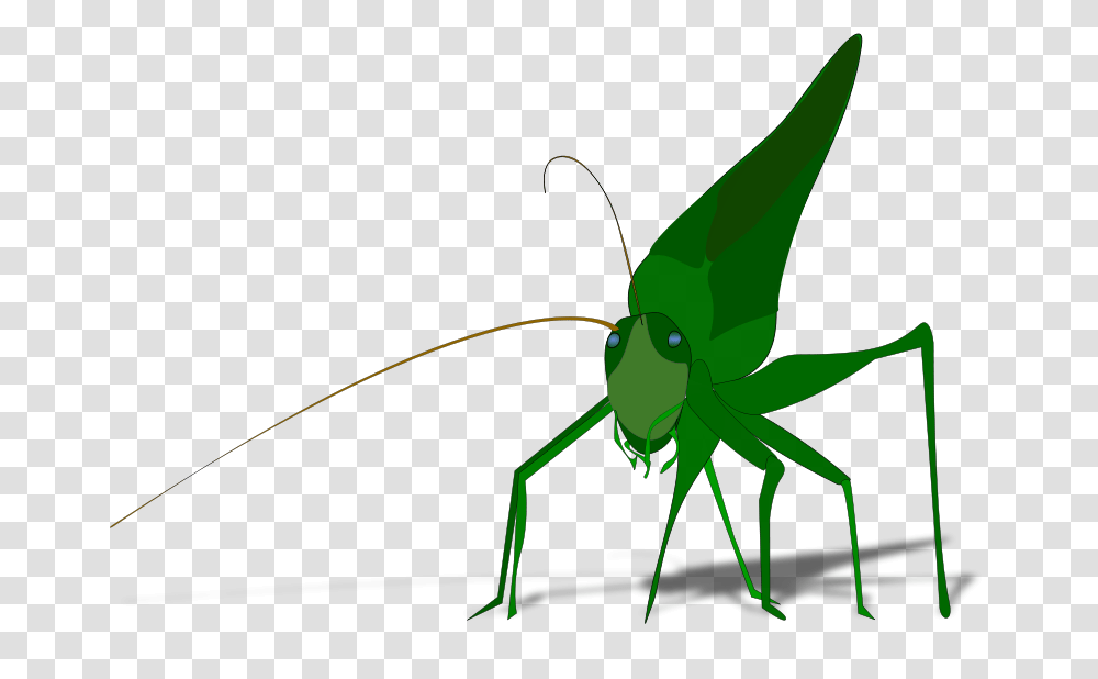 Darb Grasshopper With Shadow, Animals, Insect, Invertebrate, Cricket Insect Transparent Png