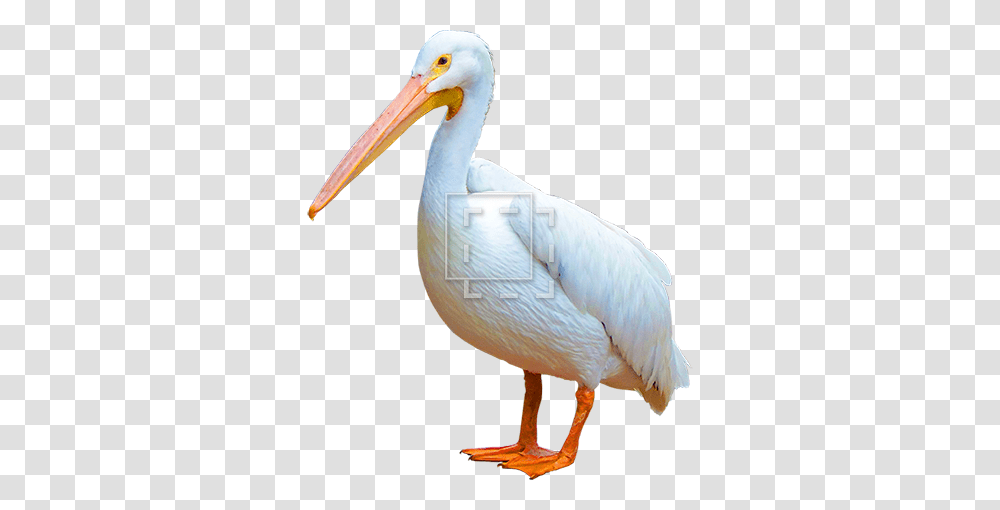 Dark And Dapper Pelican, Bird, Animal, Beak Transparent Png