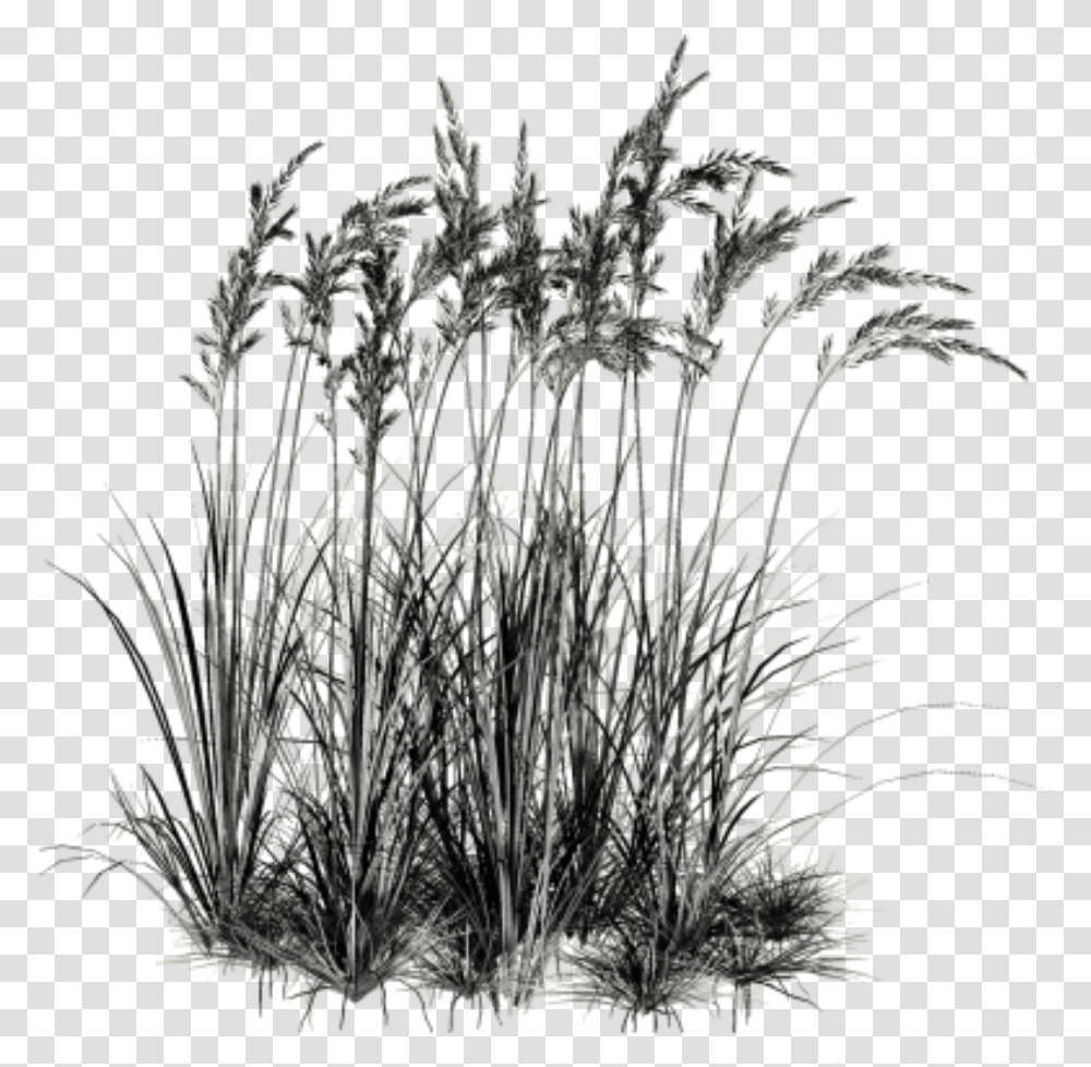 Dark Black Grasses Weedsfreetoedit Water Plants Cut Out, Bush, Vegetation, Outdoors, Nature Transparent Png
