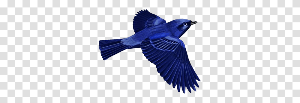 Dark Blue Bird Clip Art Birds Birds Blue Bird And Art, Jay, Animal, Blue Jay, Brush Transparent Png