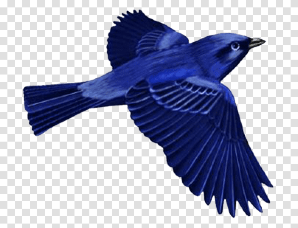 Dark Blue Bird Clip Art Images Background Dark Blue Bird Clipart, Jay, Animal, Blue Jay, Bluebird Transparent Png