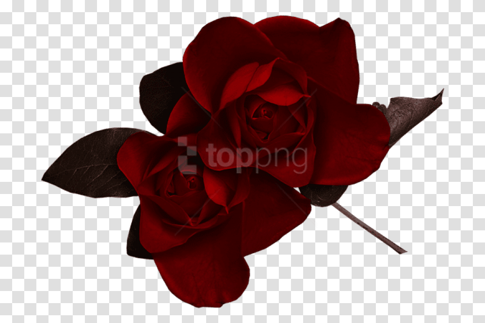 Dark Flowers Dark Red Rose, Plant, Blossom, Petal, Person Transparent Png