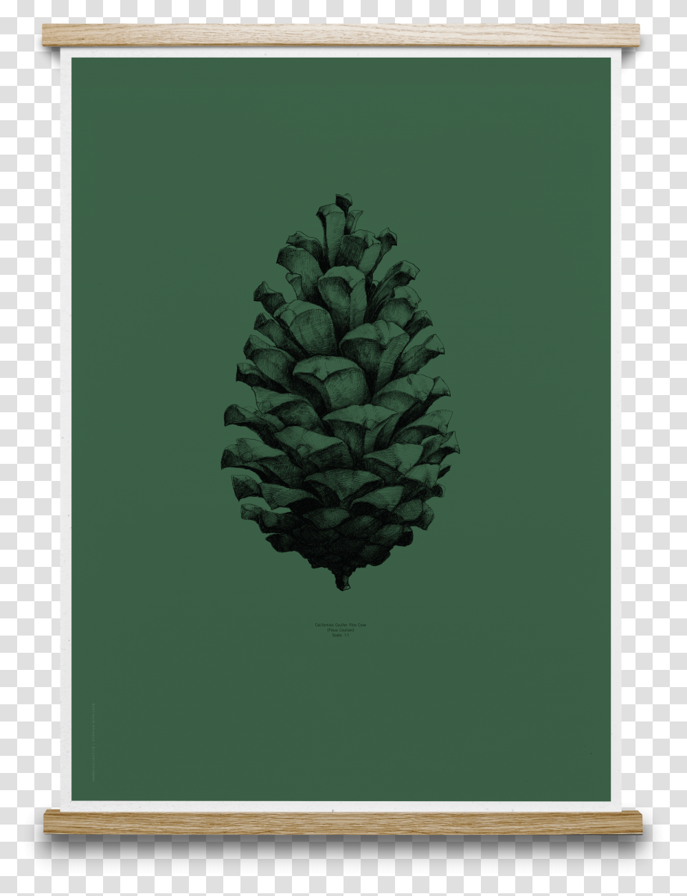 Dark Forest Pine Cone Art Prints Transparent Png