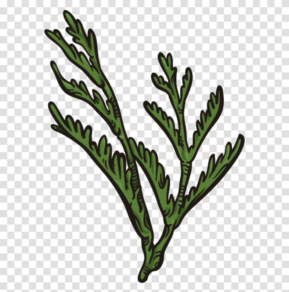 Dark Green Coral Grass, Plant, Kale, Cabbage, Vegetable Transparent Png