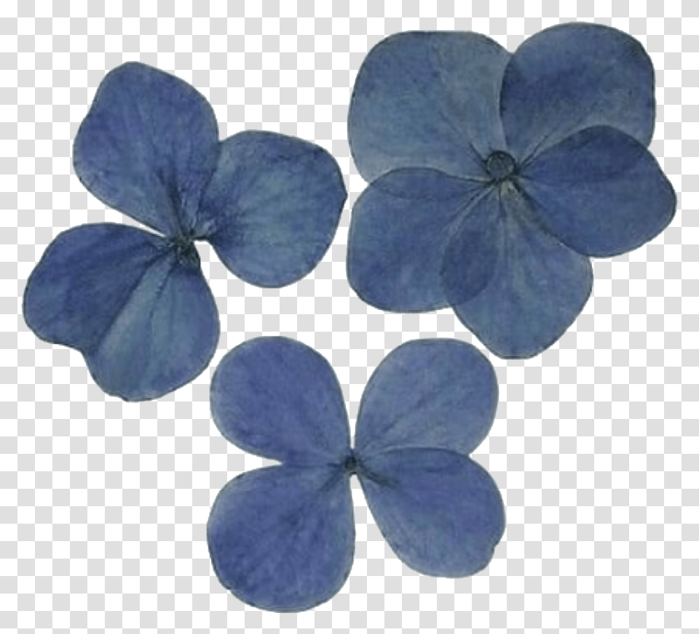 Dark Grey Purple Aesthetic Download Dark Blue Aesthetic, Plant, Flower, Blossom, Geranium Transparent Png