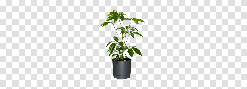 Dark Matters, Plant, Leaf, Sprout, Bamboo Transparent Png