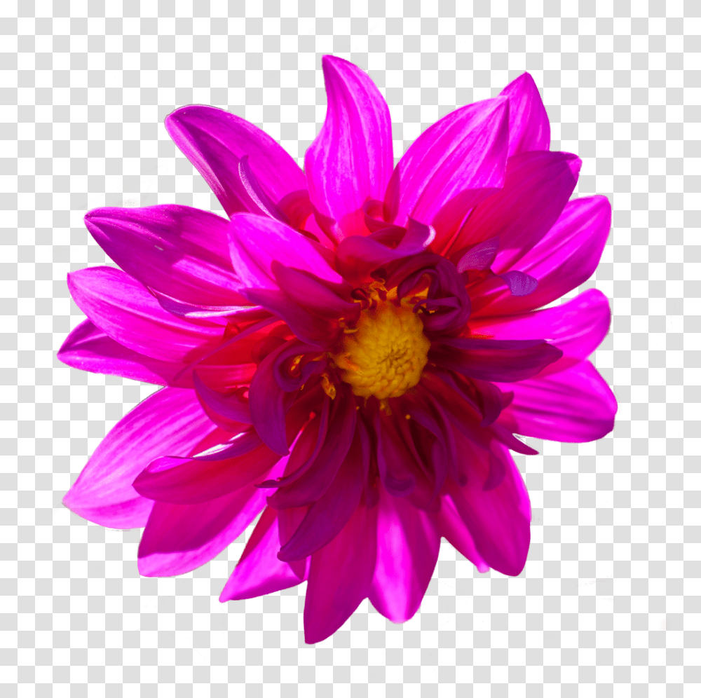 Dark Pink Flower By Alz Stock And Art D7zttbs Dark Pink Flower, Dahlia, Plant, Blossom, Anther Transparent Png