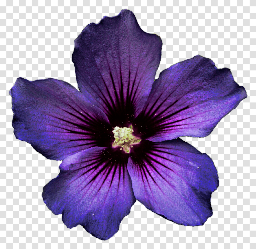 Dark Purple Flower No Background, Geranium, Plant, Blossom, Pollen Transparent Png