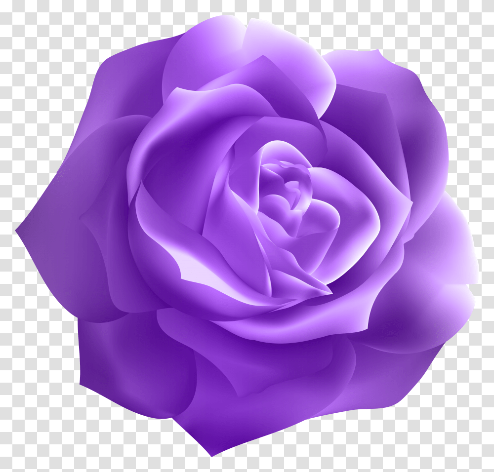 Dark Purple Roses Dark Purple Purple Rose Transparent Png