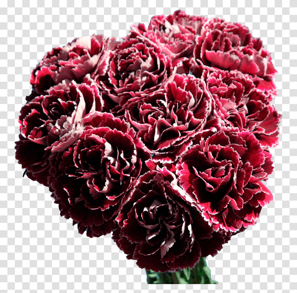 Dark Red And White Carnations Shipped Overnight Free Bouquet, Plant, Flower, Blossom, Rose Transparent Png