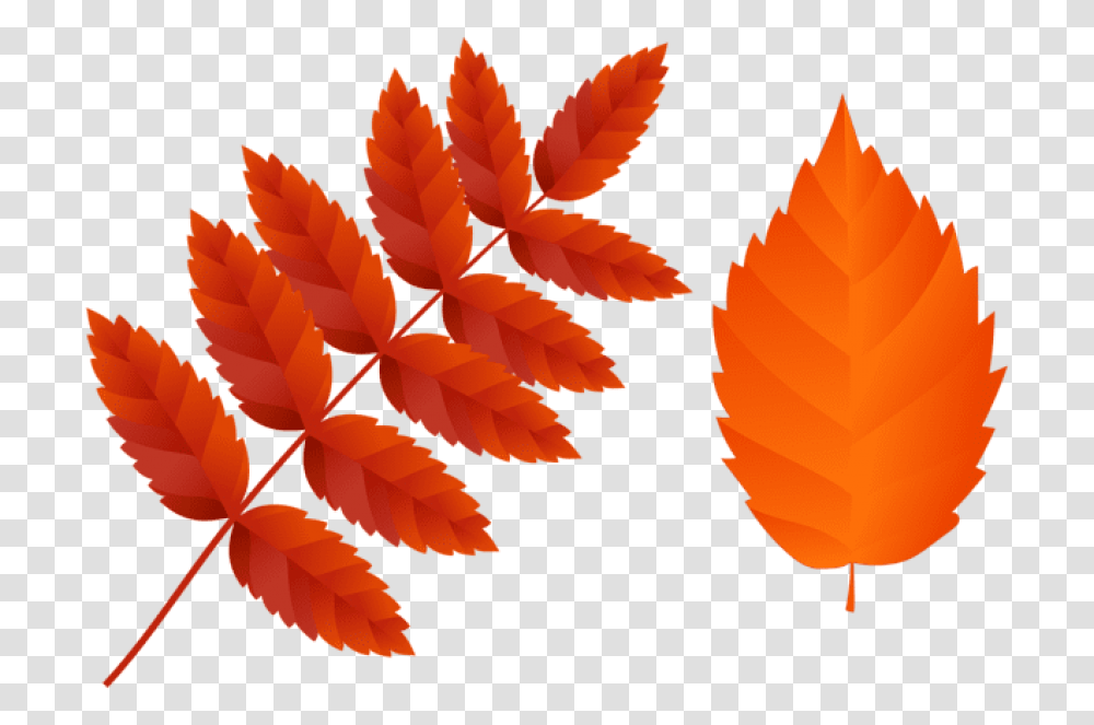 Dark Red Autumn Leaves, Leaf, Plant, Tree, Pattern Transparent Png
