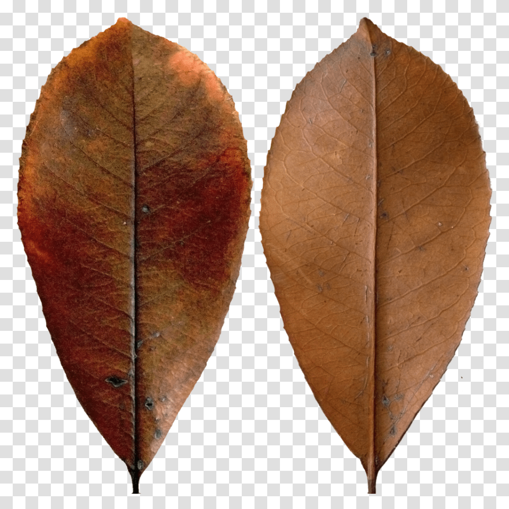 Dark Red Leaf Dark Leaf, Veins, Bread, Food, Plant Transparent Png
