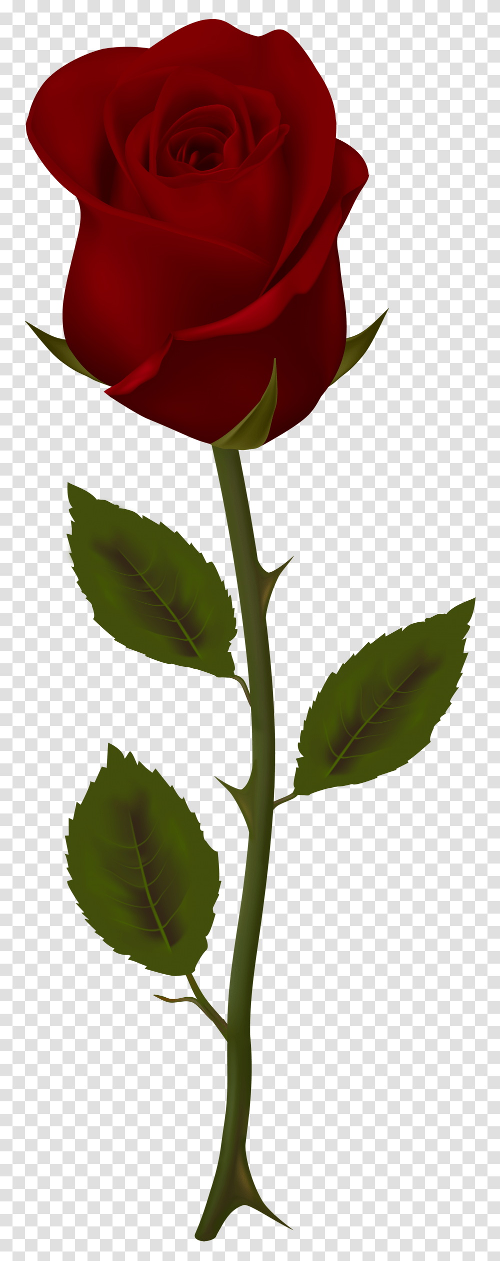 Dark Red Rose Clip, Plant, Flower, Vegetation, Bud Transparent Png