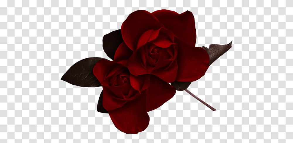 Dark Red Rose Clipart Dark Red Flowers, Plant, Blossom, Petal, Geranium Transparent Png