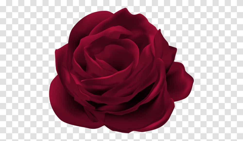 Dark Red Rose Flower Clip Art, Plant, Blossom, Petal Transparent Png