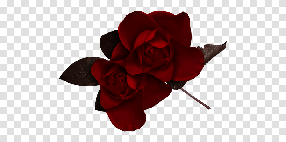 Dark Red Rose, Flower, Plant, Blossom, Petal Transparent Png