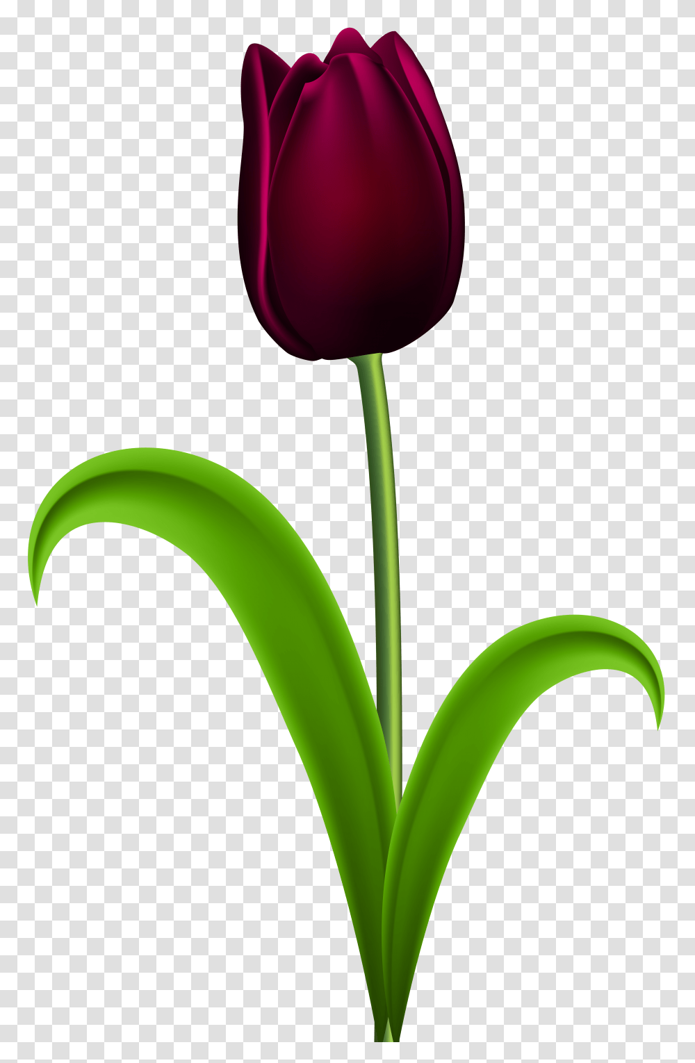 Dark Red Tulip Clip Art Gallery, Plant, Flower, Blossom, Rose Transparent Png