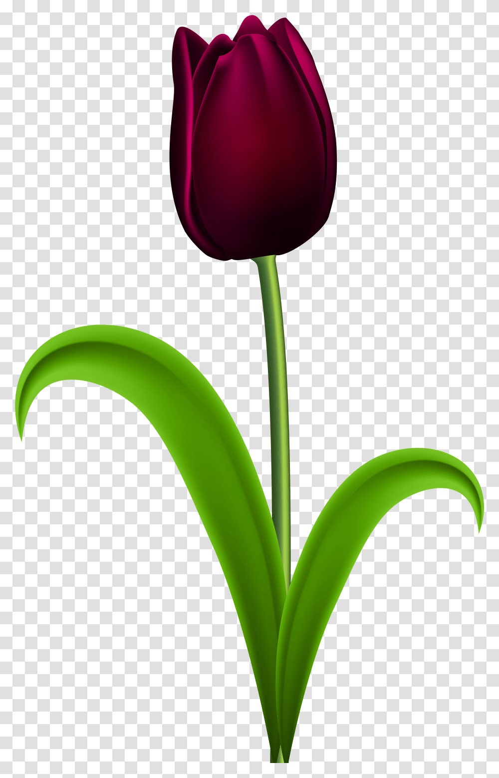 Dark Red Tulip Clip Art Image Purple Tulips Flowers Clipart, Plant, Blossom, Petal Transparent Png