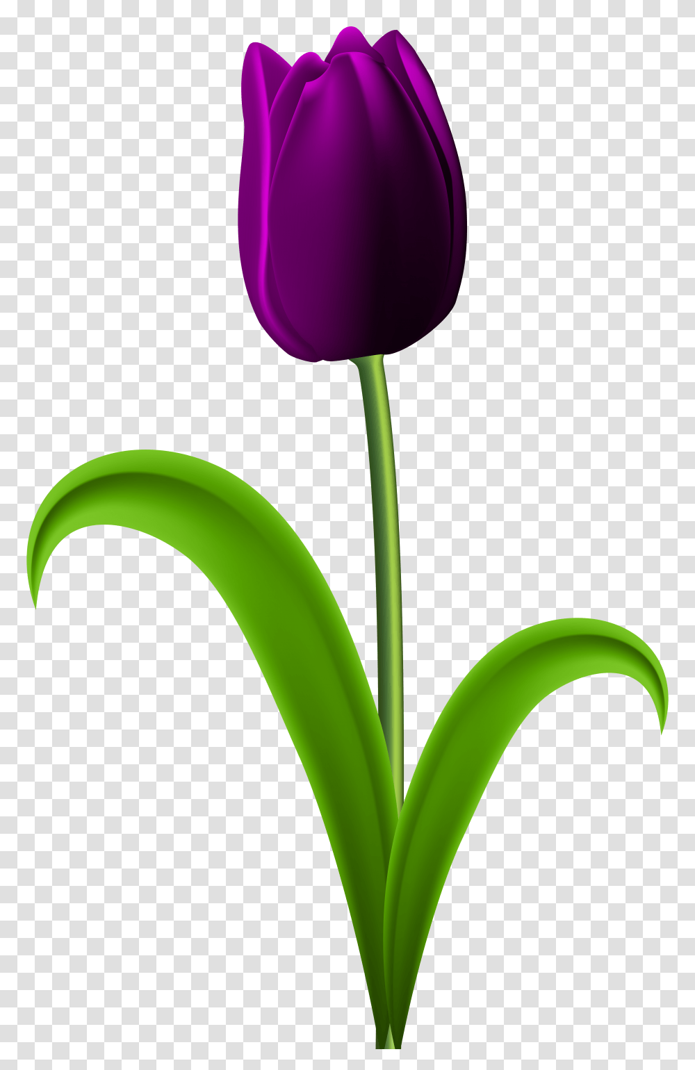 Dark Red Tulip Clipart Purple Tulips Flowers Clipart, Plant, Blossom Transparent Png