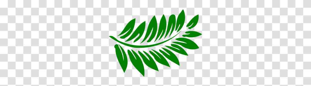 Darker Green Fern Clip Arts For Web, Leaf, Plant, Tree, Conifer Transparent Png