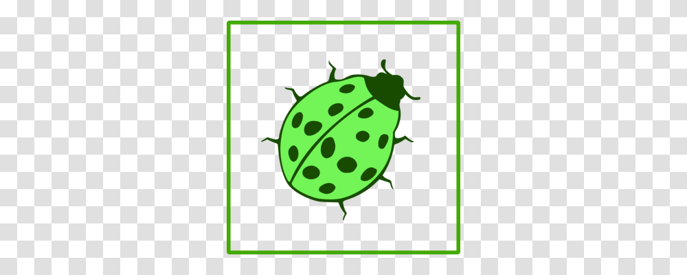 Darkling Beetle Mealworm Scarabs Computer Icons Ladybird Beetle, Plant, Fruit, Food, Poster Transparent Png