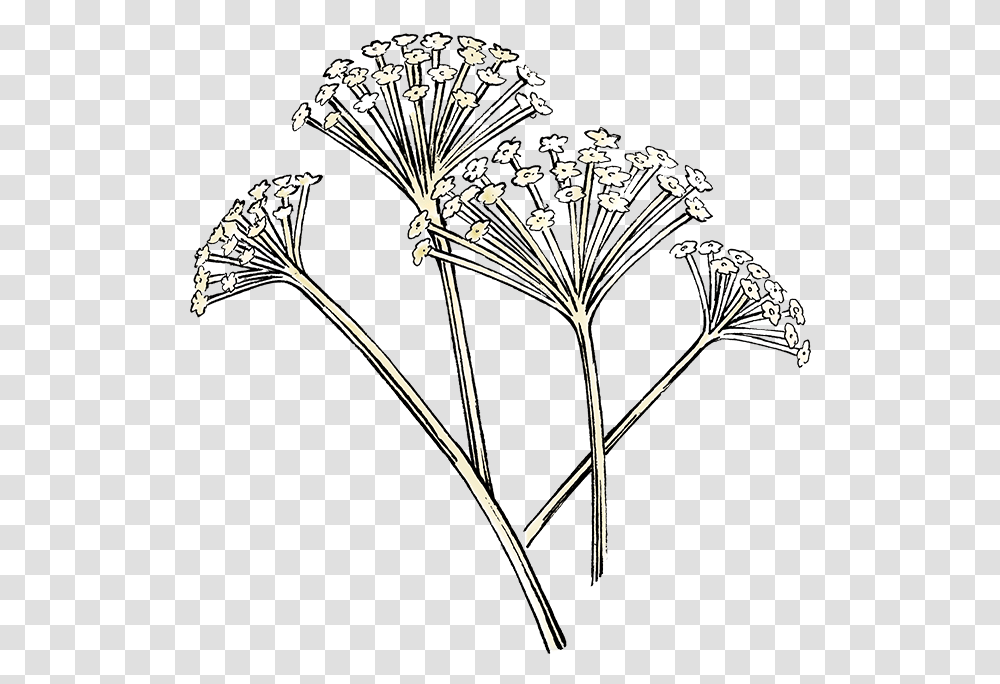 Darnleys Gin Botanicals Angelica Line Art, Plant, Bow, Seasoning, Food Transparent Png