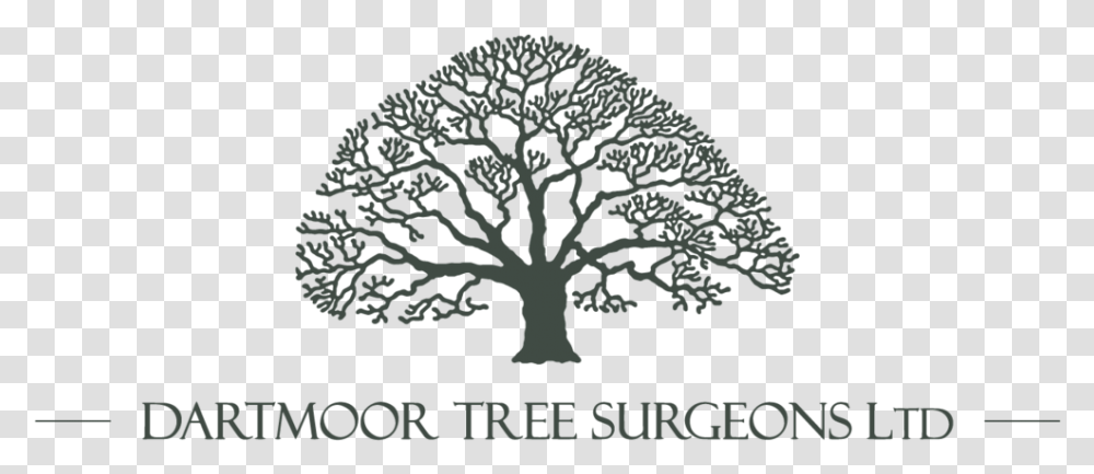 Dartmoor Tree Surgeons Ltd Colegio San Angel De Puebla, Plant, Rug, Stencil, Oak Transparent Png