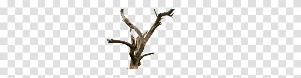 Daryl Dixon Image, Tree, Plant, Antler Transparent Png