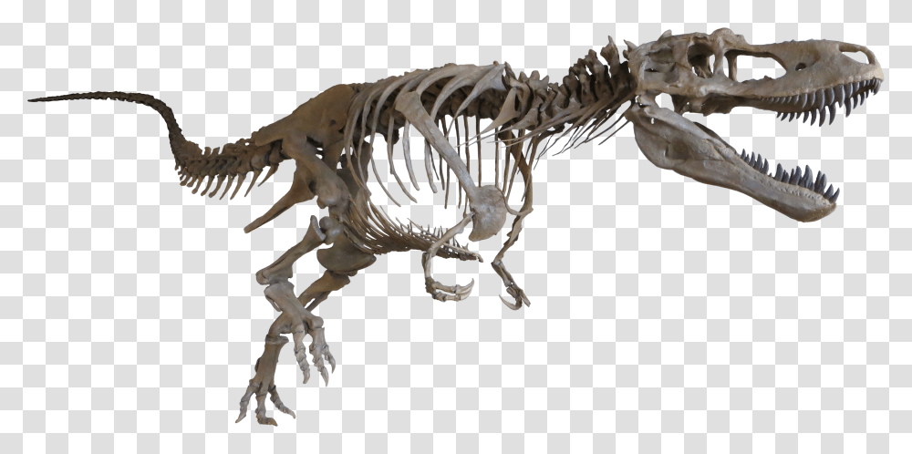 Daspletosaurus Cast Mount Dinosaur Bones No Background, Reptile, Animal, Skeleton, T-Rex Transparent Png