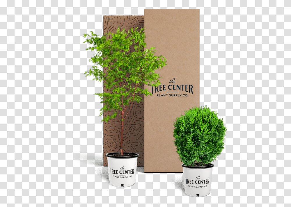 Data Lazy SrcsetHttps Houseplant, Tree, Potted Plant, Vase, Jar Transparent Png
