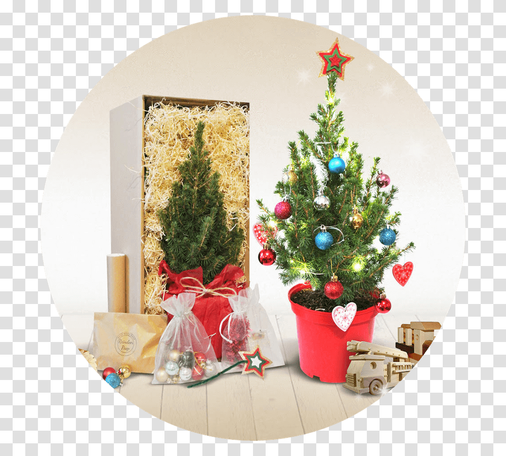 Data Src Cdn Mini Real Christmas Tree Post, Plant, Ornament Transparent Png