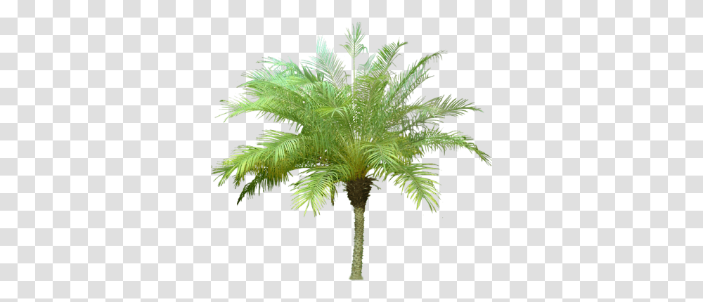 Date Palm Background 23111 Transparentpng Palm Tree Meaning In Hindi, Plant, Arecaceae, Fern, Annonaceae Transparent Png