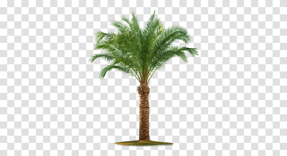 Date Palm Best 23108 Transparentpng Palm Tree, Plant, Arecaceae, Fern, Leaf Transparent Png