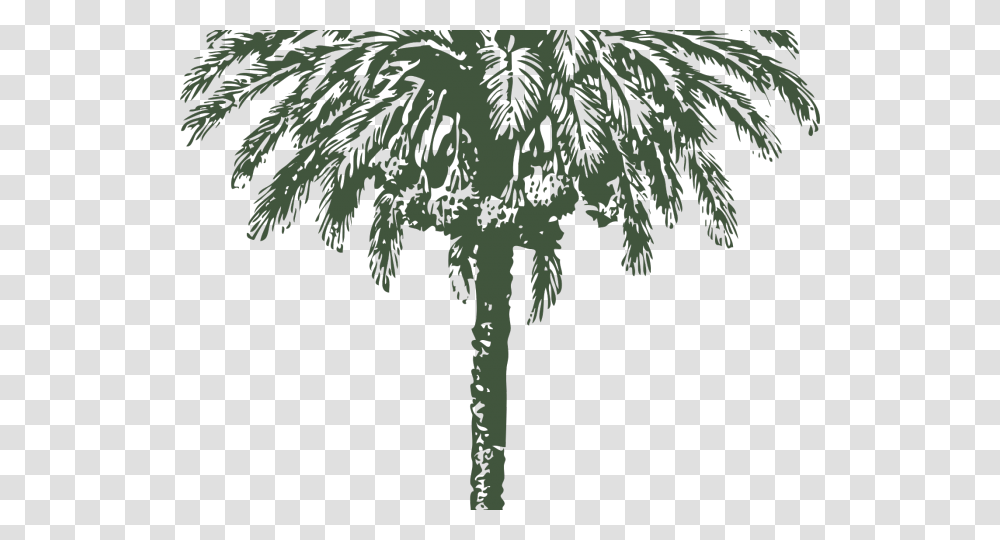 Date Palm Clipart Big Date Palm Drawing, Tree, Plant, Palm Tree, Arecaceae Transparent Png