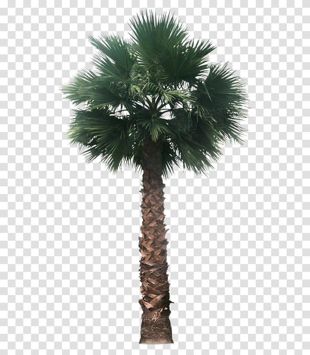 Date Palm Clipart Palm Trees B, Plant, Arecaceae, Bird, Animal Transparent Png
