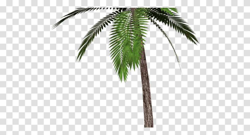 Date Palm Clipart Single Background Palm Tree Palm Tree, Plant, Arecaceae, Leaf Transparent Png